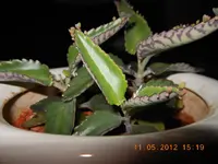DSCN0212.webp