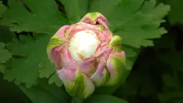 Kopie von DSCN2544.webp