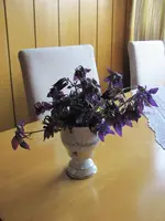 blaue sterne.webp