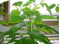 Haba 100_0892 (Medium).webp
