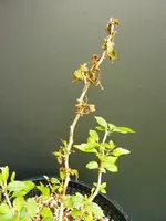 P1050160.webp