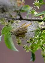 DSC_7589_Raupen_Gespinstmotte 72.webp