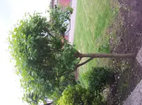 Welcher Baum.webp