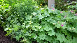 DSCN2547.webp