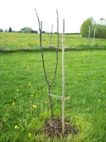 Walnussbaum mai12.webp