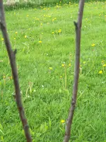 Walnusskospe2 mai 12.webp