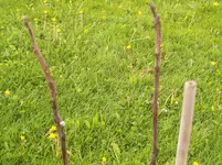 Walnussknospe Mai12.webp