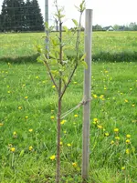 Kirchbaum1-Mai12.webp