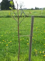 Kirchbaum2-Mai 12.webp
