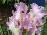 005.webp