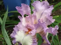 004.webp