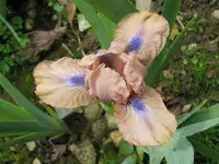 IMG_chanted1_1024x768.webp