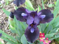 IMG_dark vader_1024x768.webp