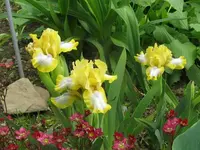 IMG_easter4_600x450.webp