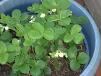 Mai Erdbeere20120512_01.webp