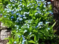 April blaue Blumen.webp