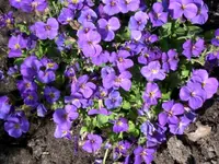 April Stauden6.webp