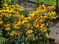 August gelbe Blumen.webp