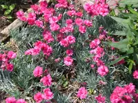 Juni Nelken.webp