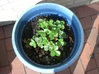 April Erbeere.webp