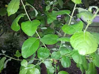 Blätter des unbek. Baumes.webp