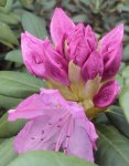 DSC02740 - 2012-05-12 - rhodi rot.JPG