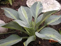 Hosta.webp