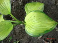Hosta_.webp