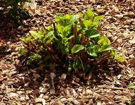 die große Hortensie umgepflanzt_smaller.webp