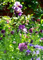 Violett.webp