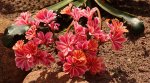 Lewisia_smaller.jpg