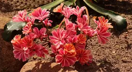 Lewisia_smaller.webp