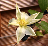 erste Blüte Wadas Primerose_smaller.webp
