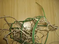 IMGP5118.webp