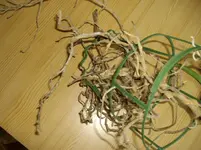 IMGP5119.webp