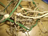 IMGP5125.webp
