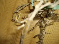 IMGP5127.webp