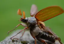 Maikäfer.webp