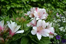 DSC_0425.webp