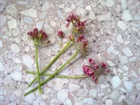 110520121129.webp