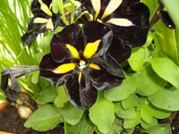 IMGP5107.webp