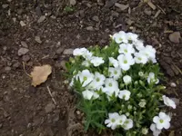weisses blaukissen.webp