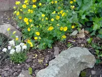 kriechendes fingerkraut.webp