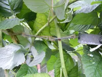 DSCN0851.webp
