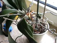 Mai Orchideen20120513_01.webp