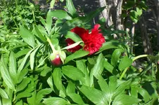 Garten 05 2012 2 001.webp
