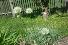 Garten 05 2012 2 003.webp