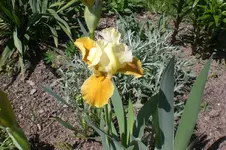 Garten 05 2012 2 004.webp