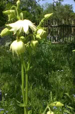 Garten 05 2012 2 008.webp