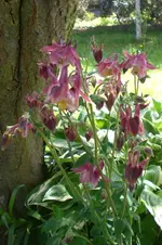 Garten 05 2012 2 009.webp